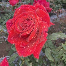 食用墨红玫瑰