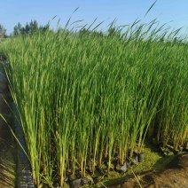 香蒲苗根状茎乳白色地上茎粗壮向上渐细易成活栽培