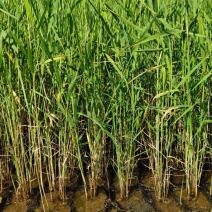 芦苇芦苇苗绿化植物批发基地河道治理公园绿化