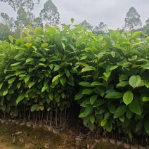 火力楠30-80公分起产地直销，价格美丽！