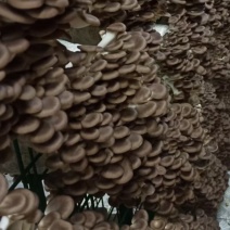 真正的高货秀珍菇