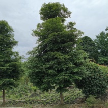 桢楠树楠木树，米径8-15厘米，冠幅饱满，基地直销