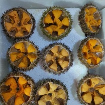 精品，海胆，大小规格，都有