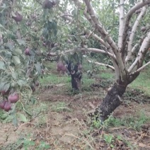 红梨子近期大量上市货量充足可议价咨询