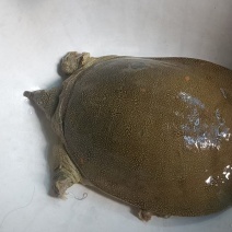 鳖