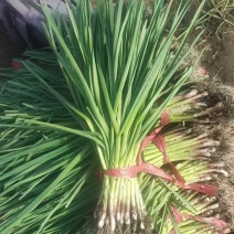 吉林蒜苗品质好一点红蒜苗红根蒜苗对接批发商