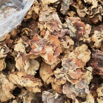 榆耳又名林子菇产地直销一手货源大量现货