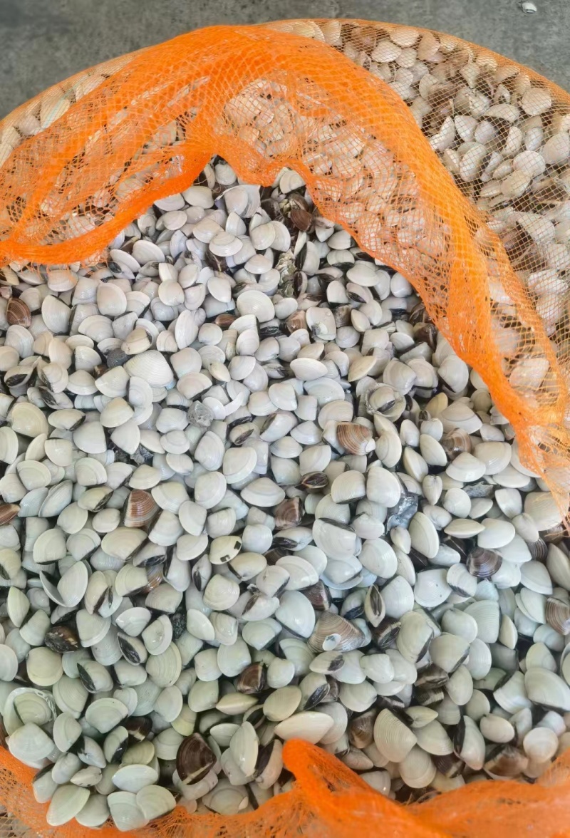 广东湛江麻章区田螺苗 8.00元/斤白贝苗500-