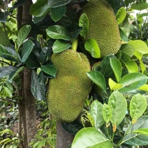 红肉菠萝蜜苗