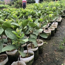 红心番石榴苗
