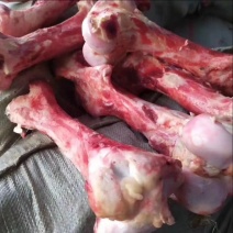 山东新鲜驴骨头架子骨肉少脊梁骨全国发货欢迎咨询