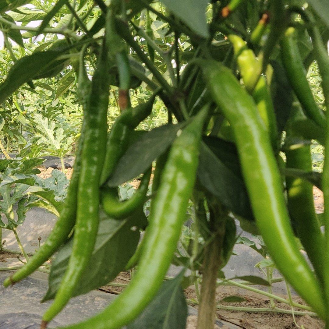 [杭椒批发]山东菏泽牡丹区鲜辣椒 1.00元/斤杭椒 _ 一亩田