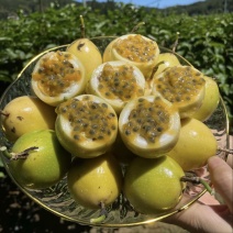 精品百香果/钦蜜九号百香果，产地源头供货，量大优惠