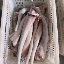 新鲜驴尾货源充足全国发货各种规格都有欢迎电话联系