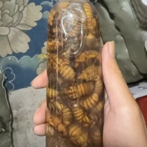金蝉一件代发全网**