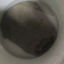 甲鱼