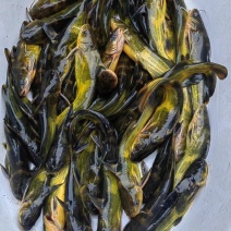 黄辣丁