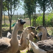 狮头鹅养殖纯种狮头鹅苗巨型狮头鹅鹅苗种蛋