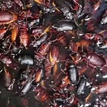 山水牛昆虫