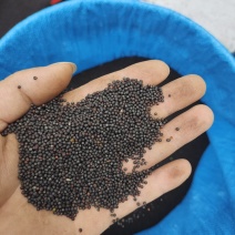 菜籽油
