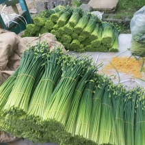 《韭菜苔》韮苔上海基地直发保质保量一条龙服务量大从优