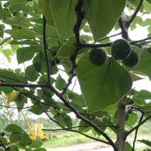 江阴构树果