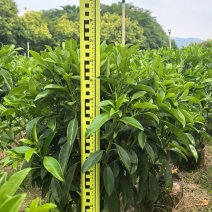 非洲茉莉