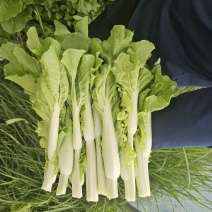 霸王苔颜色鲜嫩翠绿水分充足货量大有泡沫箱纸箱打冷可加冰
