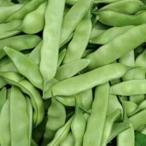 吉林豆角，精品油豆角，产地直发，诚信代办油豆角之乡