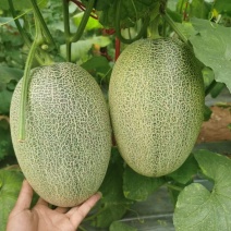 小密二五哈密瓜，供应