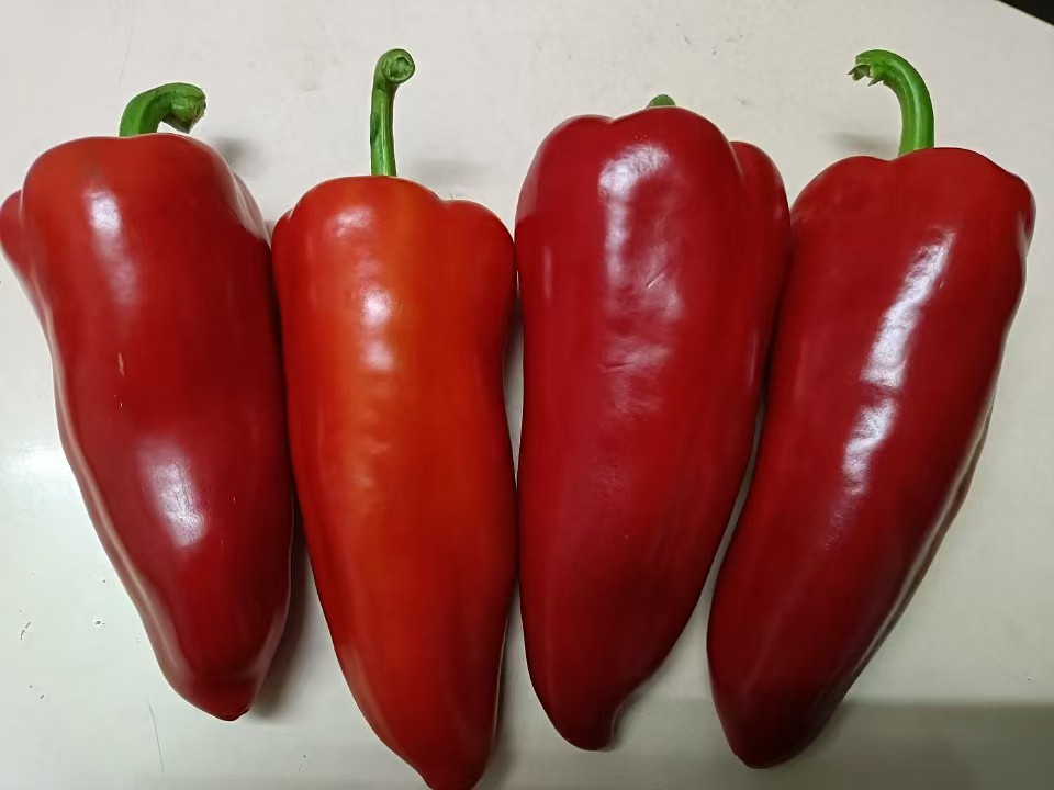 家庭厨房中使用泡椒制作菜肴的过程