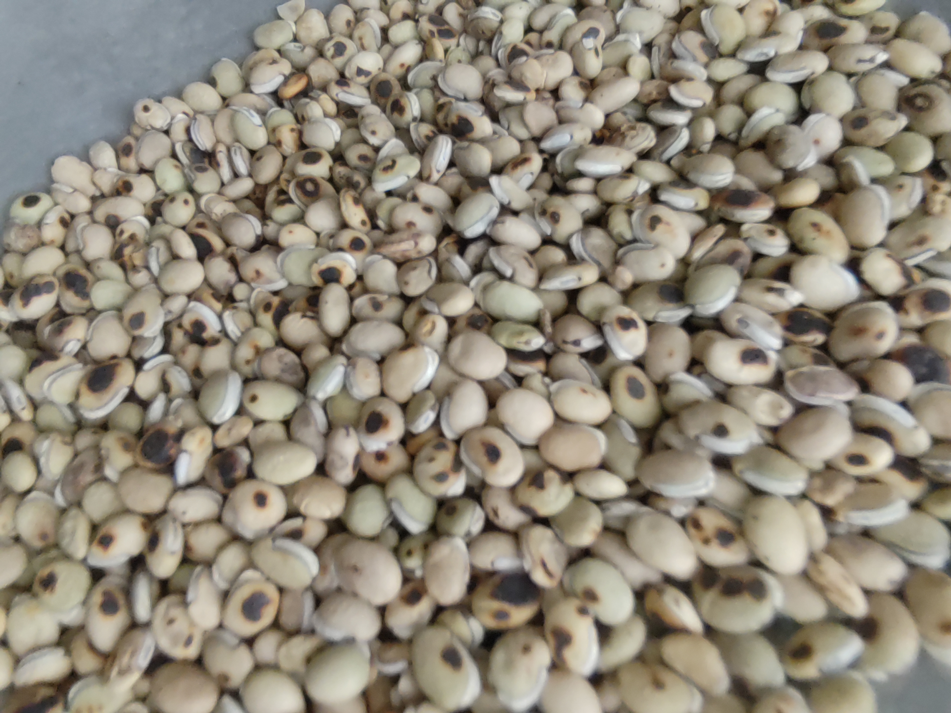 苦扁豆种子与绿扁豆对比图