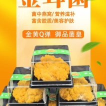现采鲜金耳菌基地培育现发质量保证量大优惠欢迎联系订购