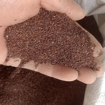 纯新白条党参种子，都是现货，甘肃产地直发