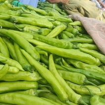 【实力商家】中牟尖椒大量有货/精品鲜辣椒/万亩蔬菜基地