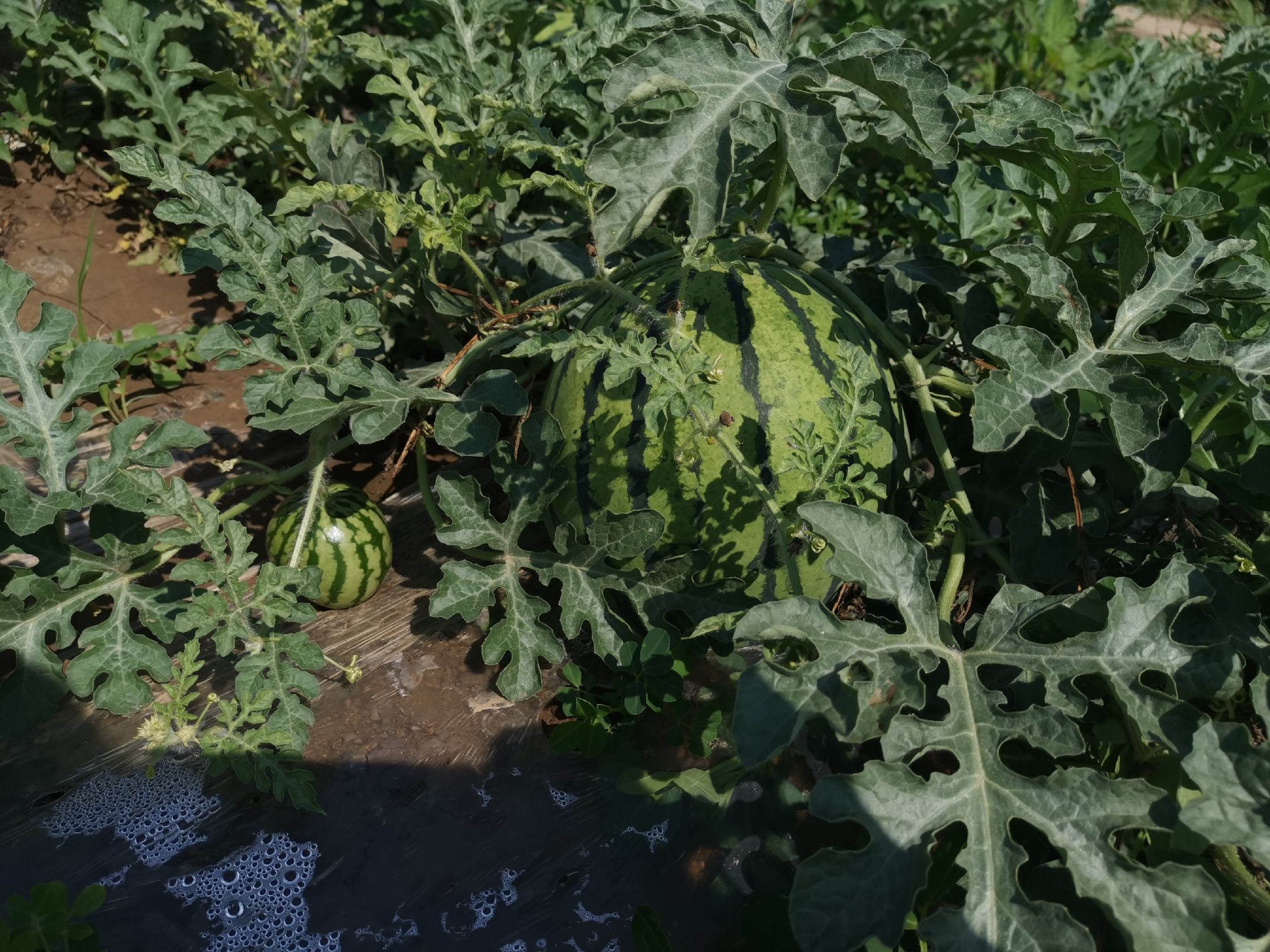 一片整齐的京欣西瓜种植田,藤蔓匍匐于地面,叶片宽大翠绿,部分藤上开着黄色小花,已结果的西瓜半掩于叶下,圆形果实呈浅绿底配深绿条纹,土壤为沙壤土,背景有农民正在查看瓜果成熟情况 京欣西瓜田间生长实景