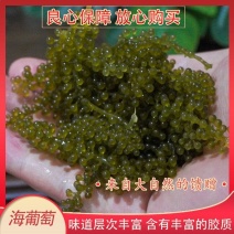 海葡萄