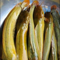 塘角鱼