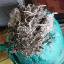 鸭毛出售
