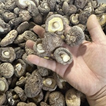 泌阳香菇4.0干香菇肉质厚产地直供大量供应