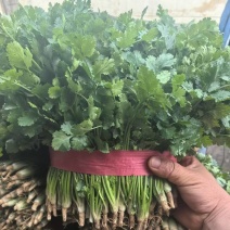 《精品香菜》菏泽香菜/大叶香菜/基地货源/全国供应批发
