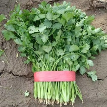 《精品香菜》菏泽香菜/小叶香菜/基地货源/全国供应批发