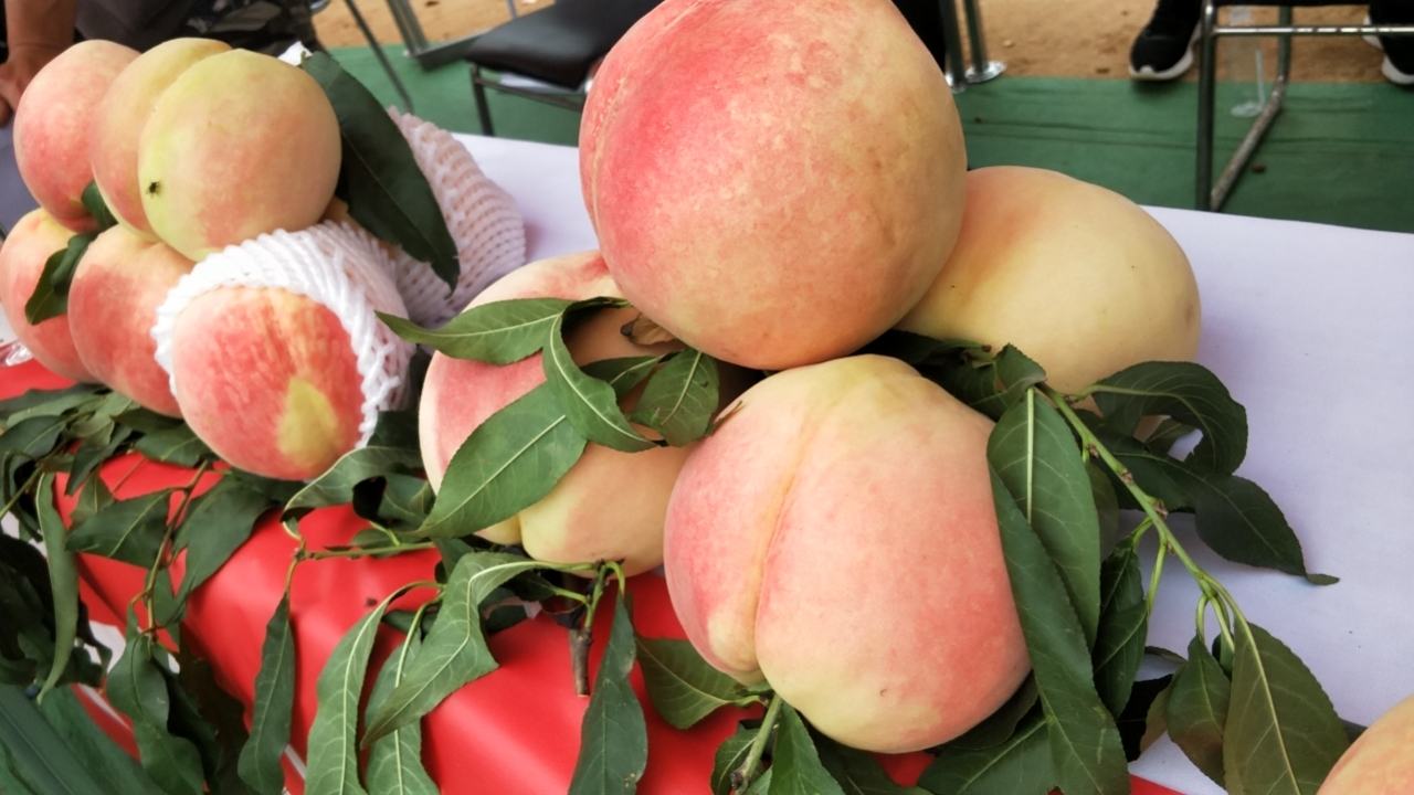 寿桃布丁成品图:果香浓郁,质地细腻顺滑,适合夏日享用 寿桃布丁成品图