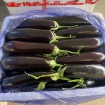 山东精品765长茄烧烤茄，品相好，大量有货，可发全国
