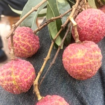广西蒲塘禾荔淮枝荔枝产地直销保质保量欢迎咨询采购