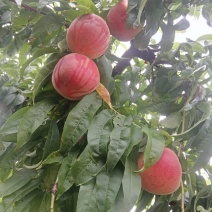 永莲蜜2号桃苗，六月中旬上市，大果，脆甜