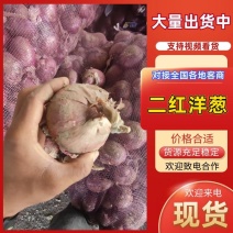 洋葱，手选洋葱，聊城二红洋葱，大红洋葱紫皮洋葱
