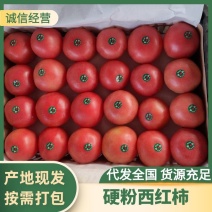 【精品番茄】山东聊城产地直发硬粉西红柿万亩果蔬基地