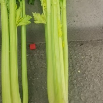 【西芹】自种新鲜采摘，价格公道，量大从优