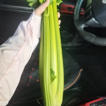 甘肃兰州西芹，产地直发，量大从优，诚信经营，欢迎来电咨询。